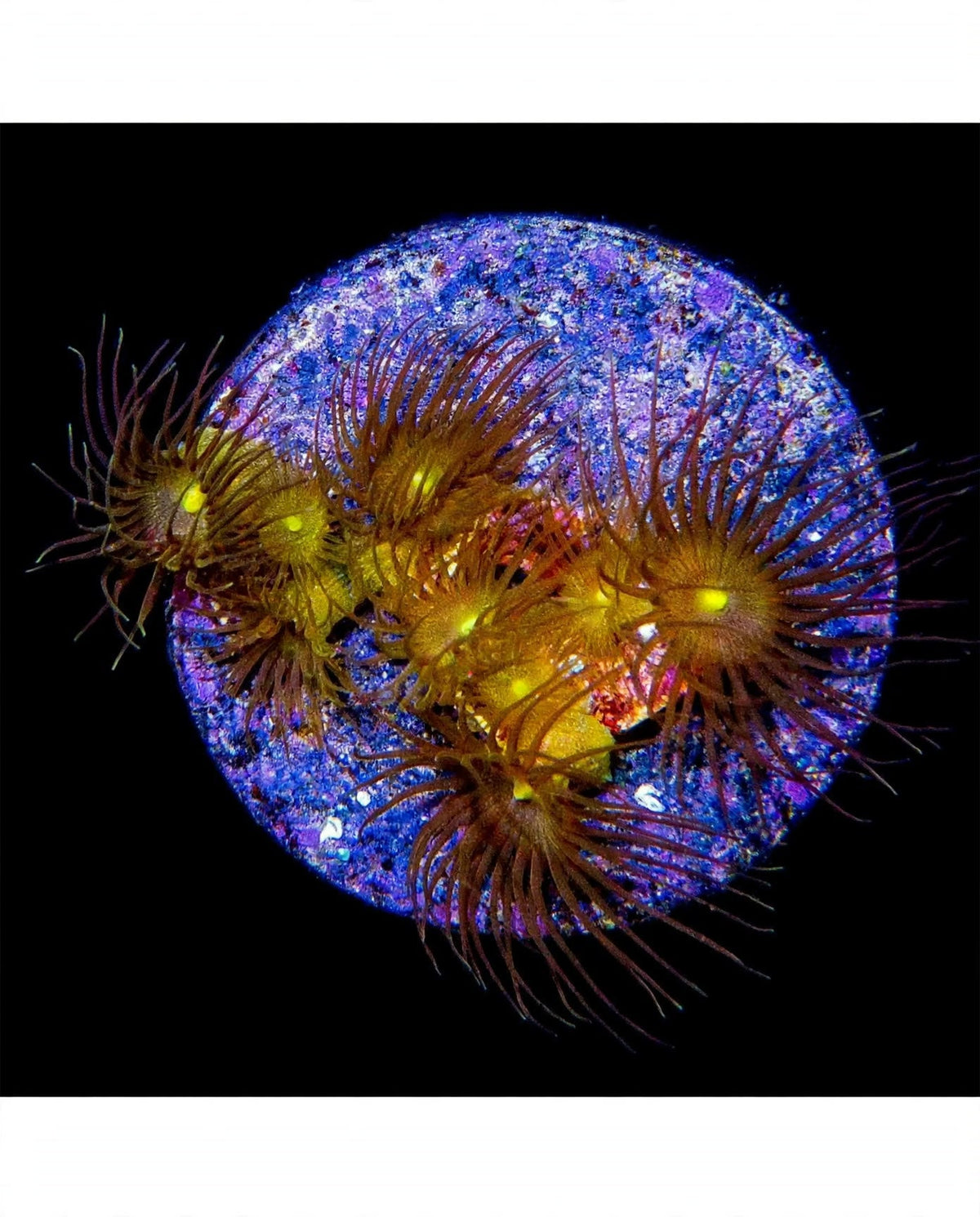 R2G Yellow Polyps