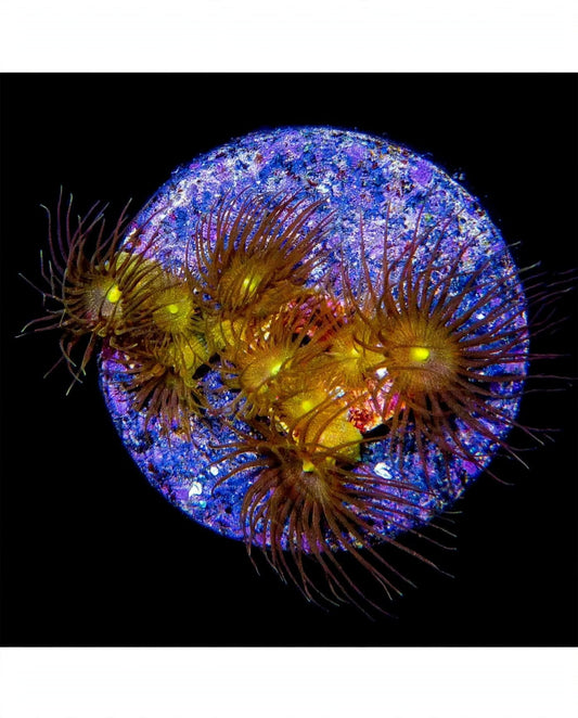 R2G Yellow Polyps