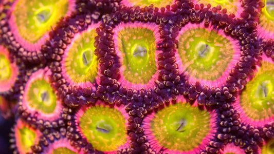 Rainbow infusion zoas 1" frag (3+ heads)