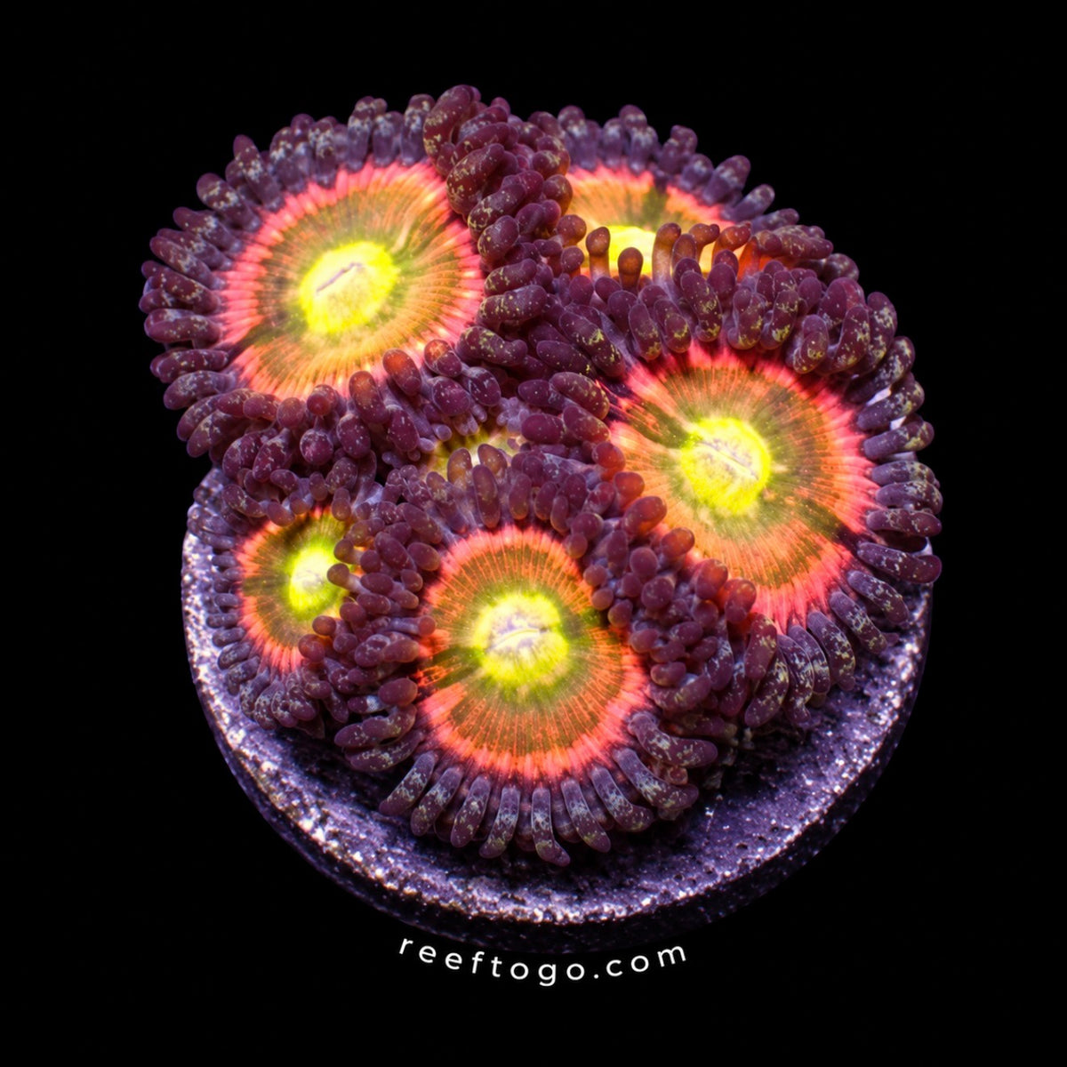 rainbow spectrum zoas 1in