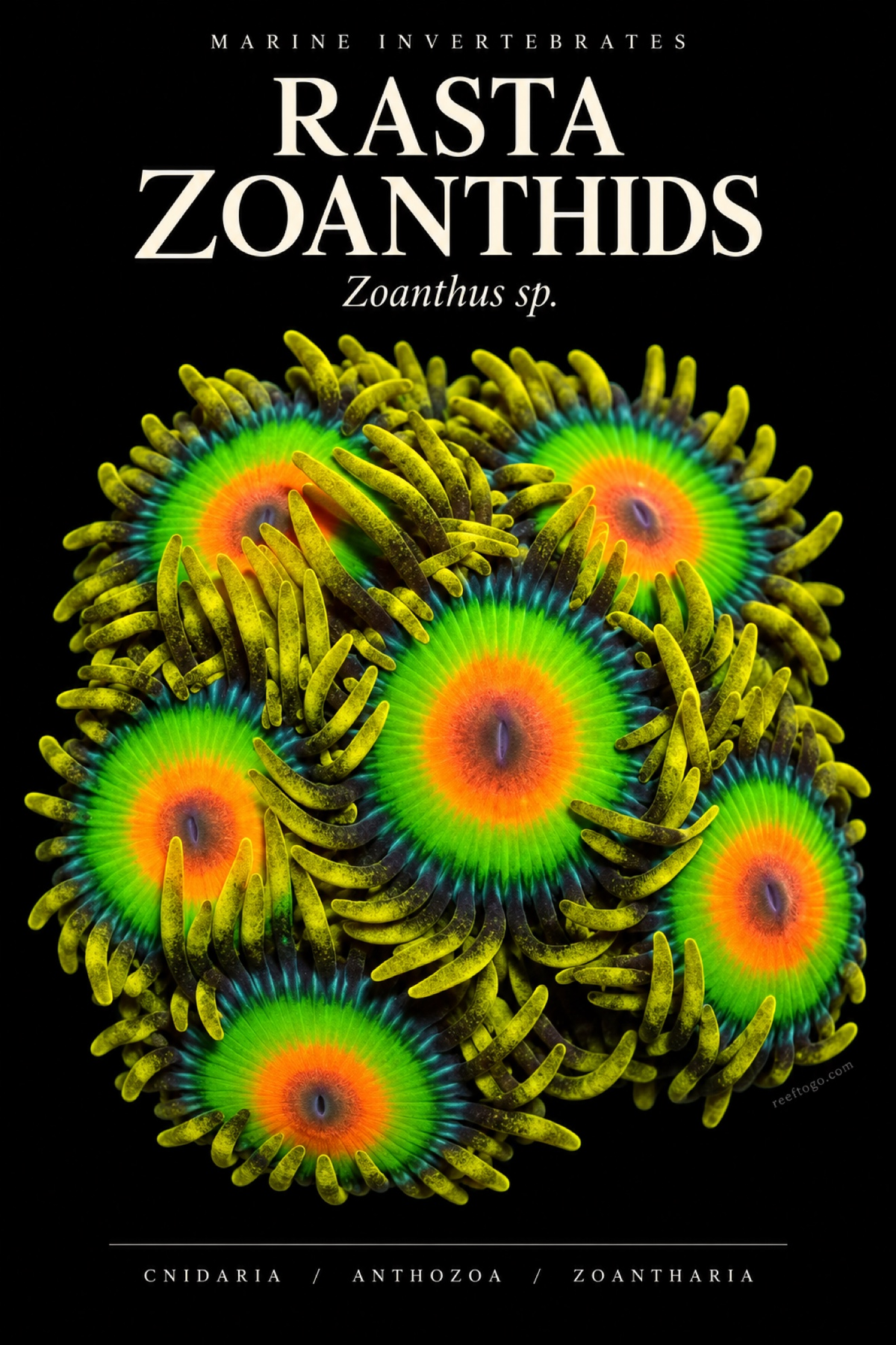 Rasta Zoanthids — Zoanthus sp., original plate artwork