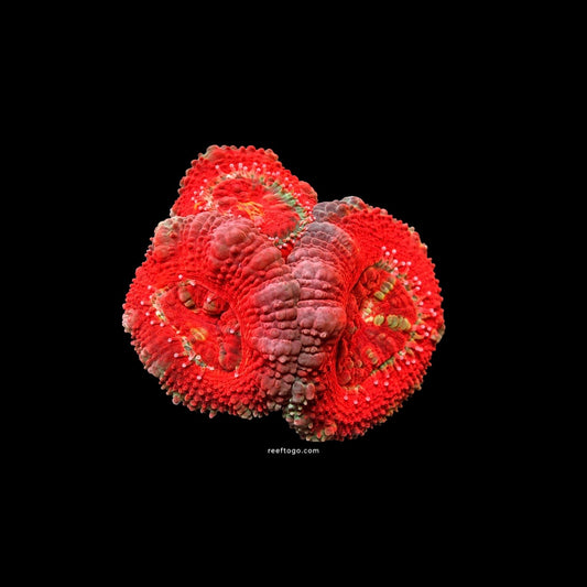 RTG Red Acan lord