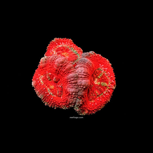 Red Acan Lord black background
