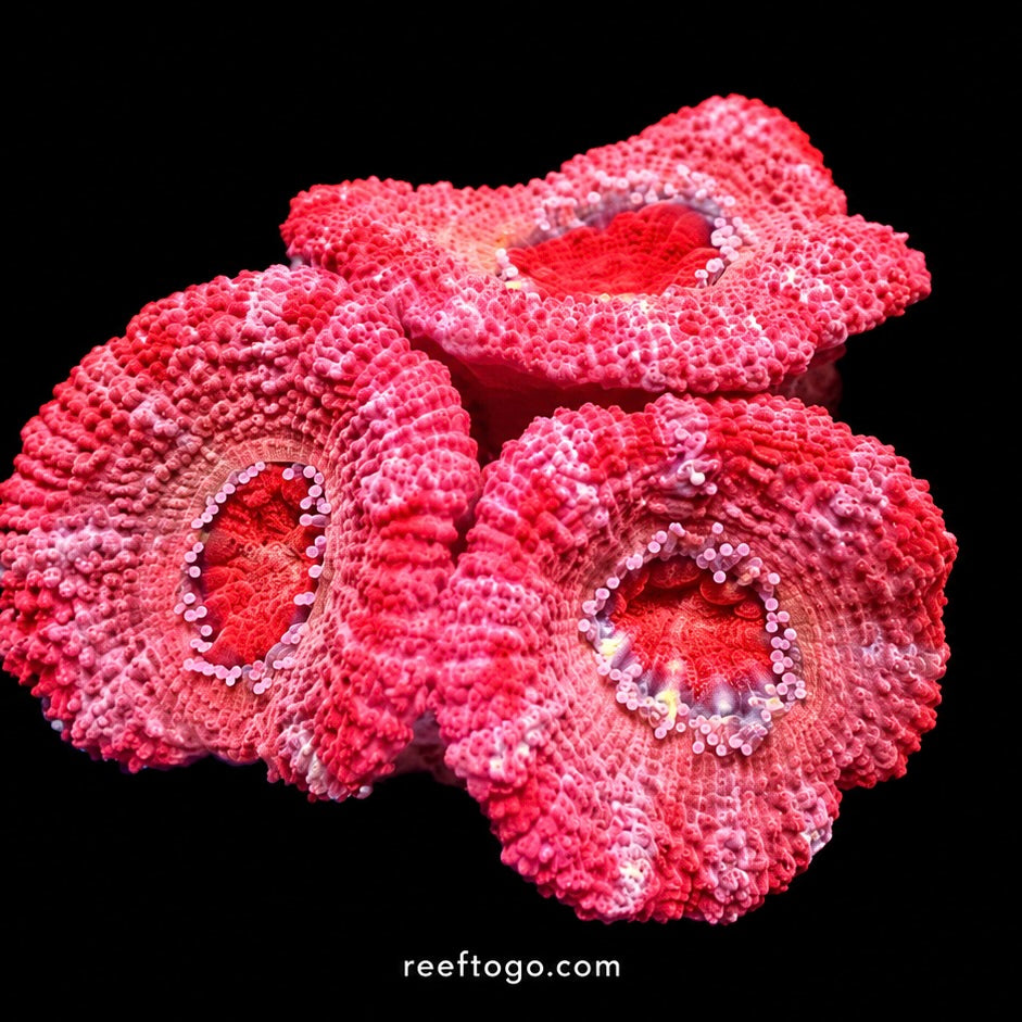 Red candy acan lord 1" frag