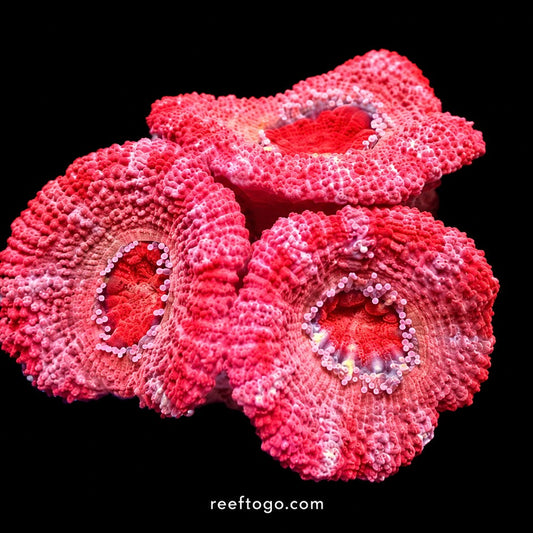 Red candy acan lord 1" frag