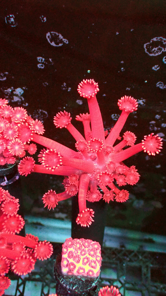 Red goniopora 1” frag