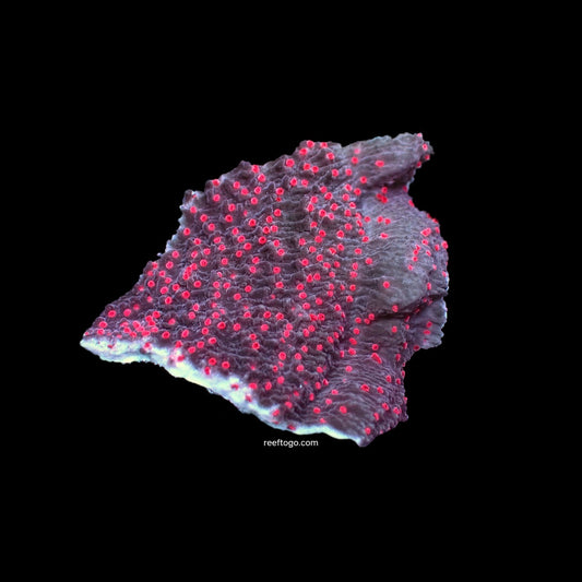Red rose montipora 1" frag