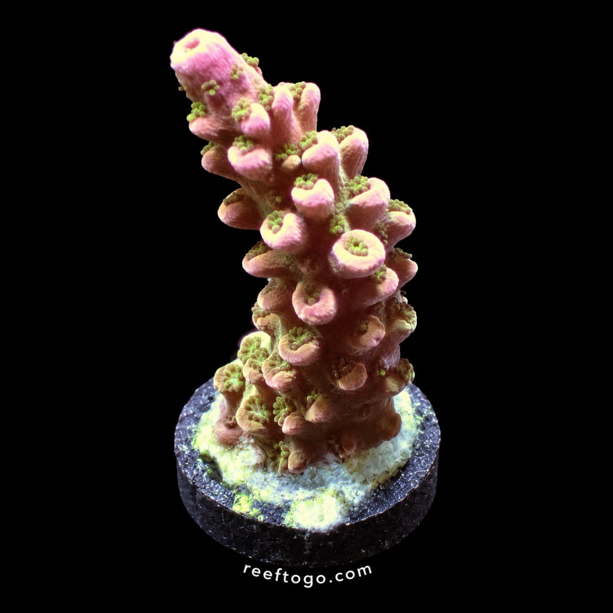 red slimer acropora 1in