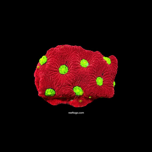 Charged Lithium war coral 1” frag