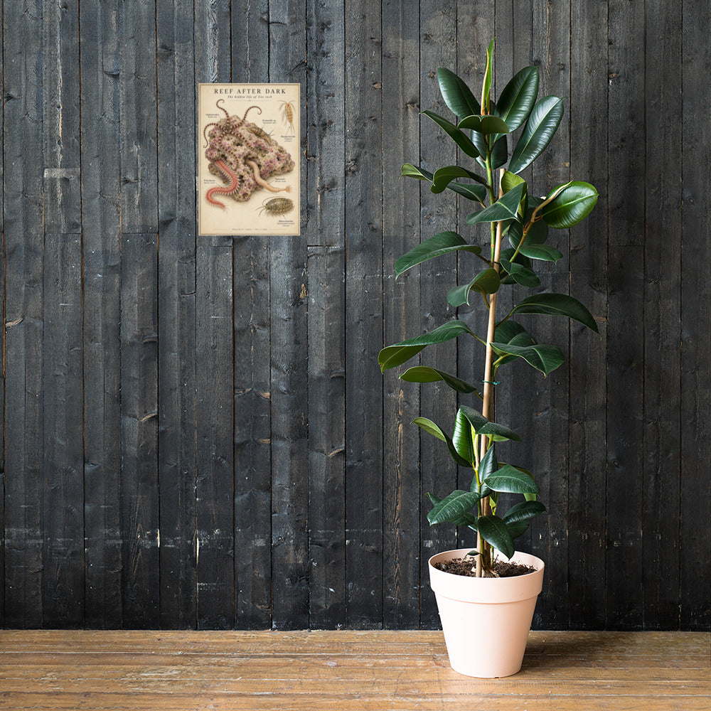 Reef After Dark poster on a wall — lifestyle mockup
