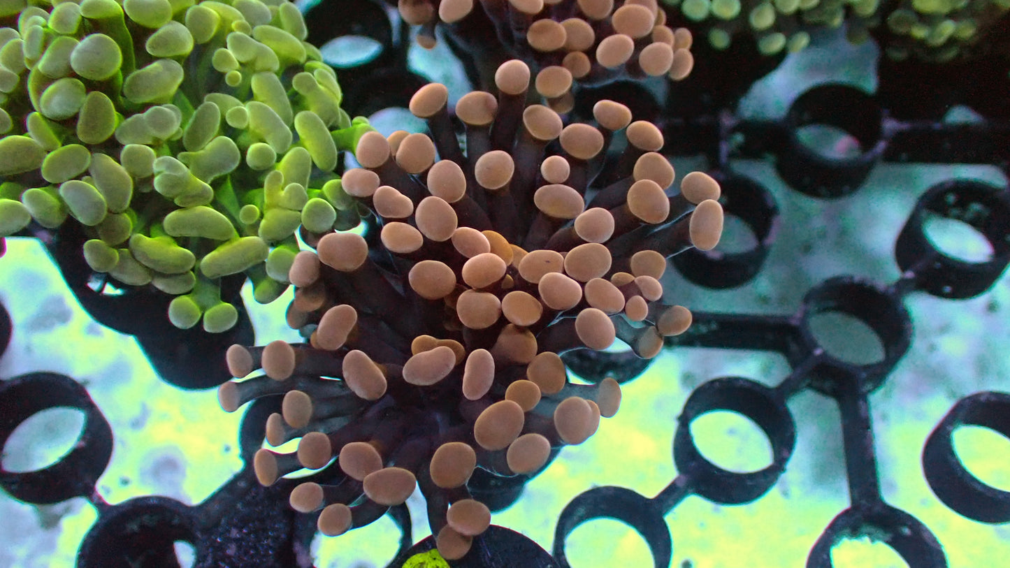 Rose gold hammer 1" frag (1 head)