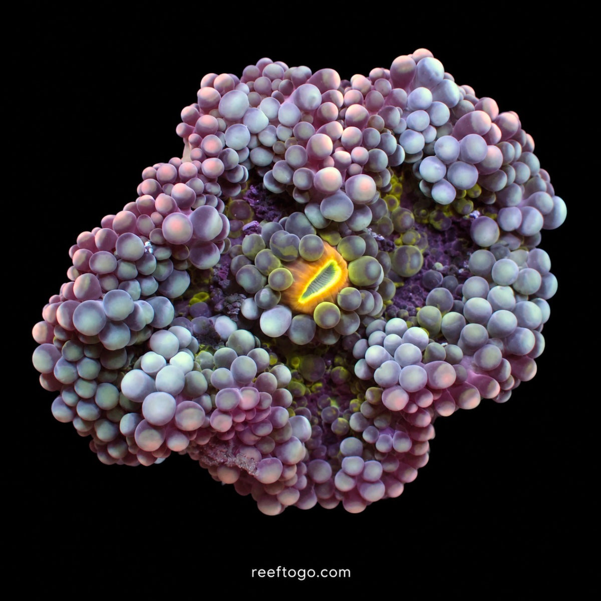 Blueberry Yuma 1" frag (1 mushroom)