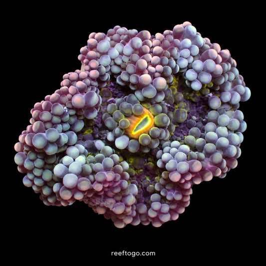 Blueberry Yuma 1" frag (1 mushroom)