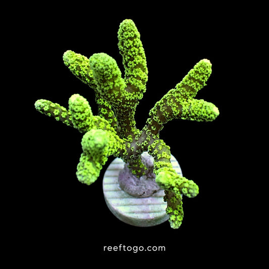 RTG Green birdnest