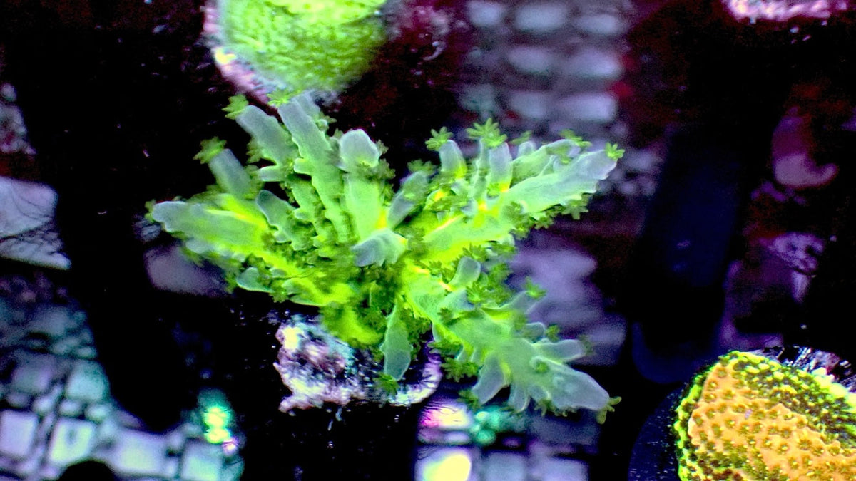 RTG ORA Frogskin
