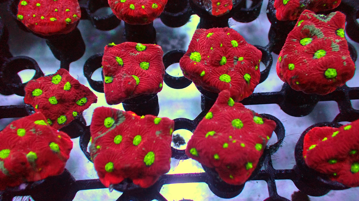 RTG Red war coral