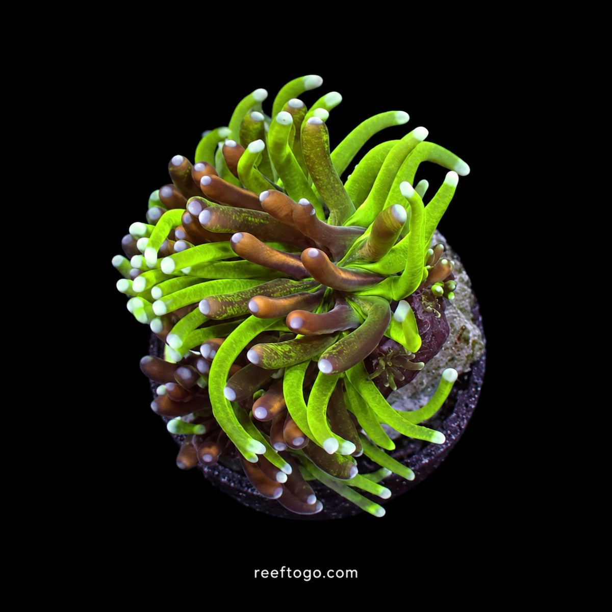 Starburst galaxea 1" frag