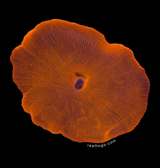 Scarlet red discosoma mushroom 1” frag
