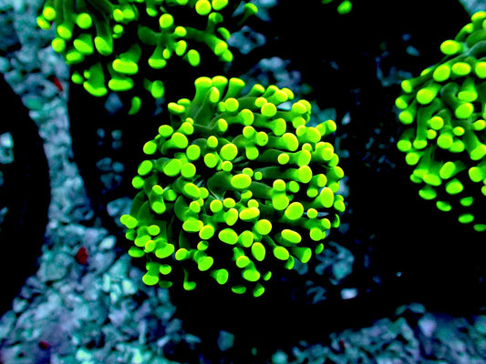 Scuba Steve frammer 1” frag