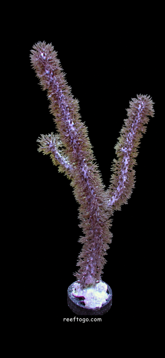 Sea whip 4" tall frag