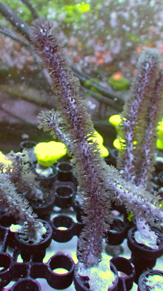 Sea whip 4" tall frag