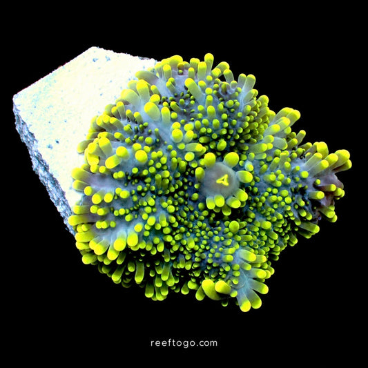 Shamrock Yuma Ricordea mushroom 1" frag