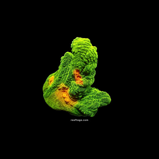 Space invader pectinia 1" frag