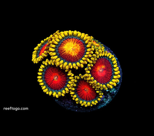Spitfire zoas 1" frag 3+ heads
