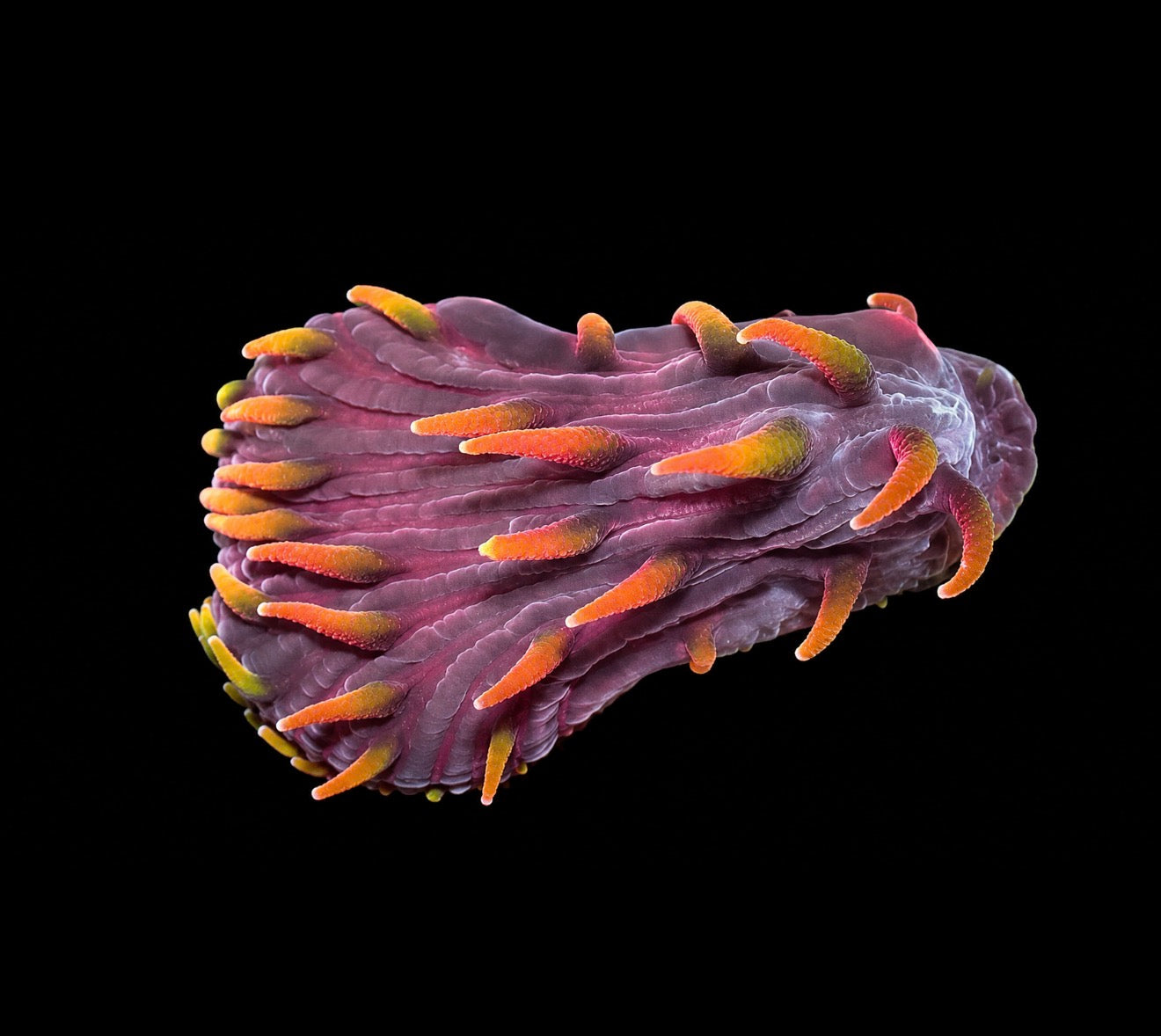 Spyro Diaseris 1" frag