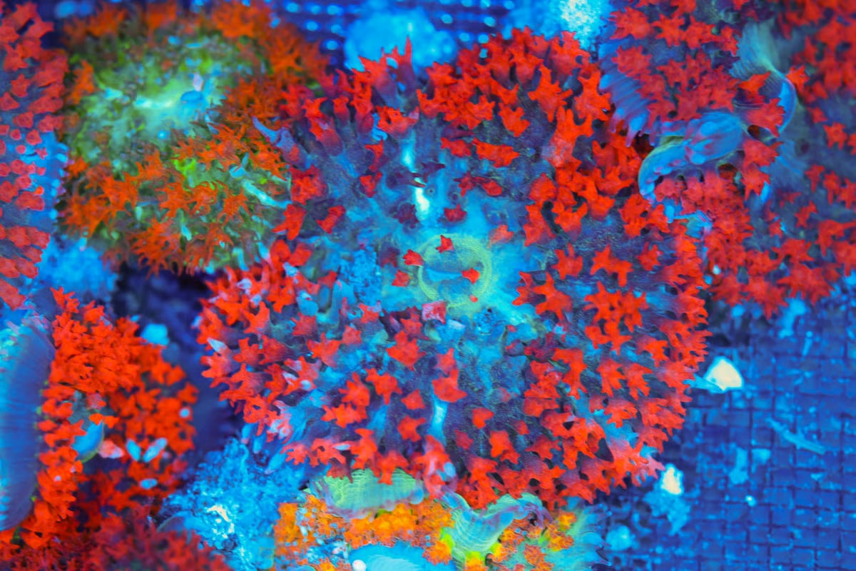 St Thomas mushroom 1" frag (1 mushroom)