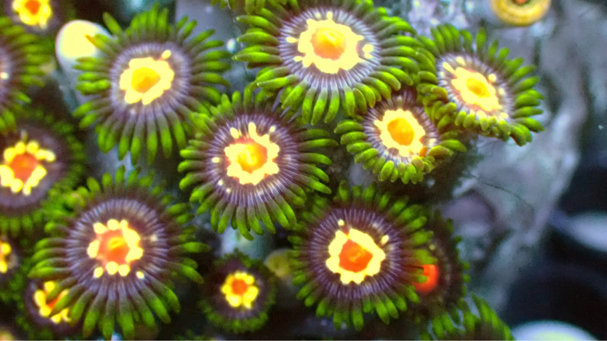 Stargazer Zoas