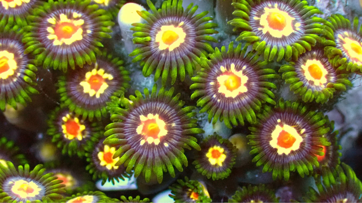 Stargazer Zoas