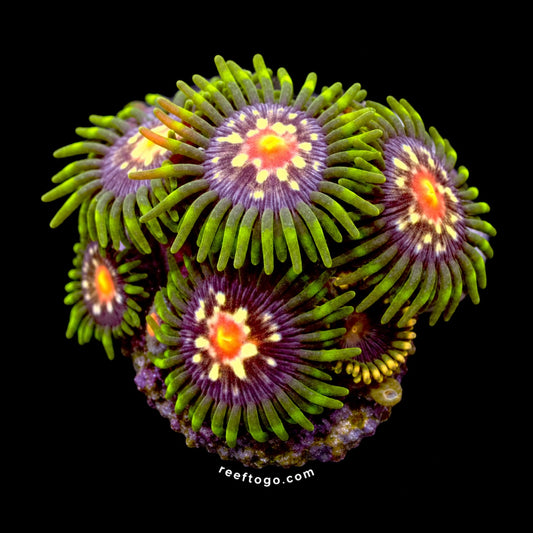 Stargazer zoas