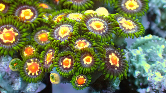 Stargazer zoas 1" frag (5+ heads)