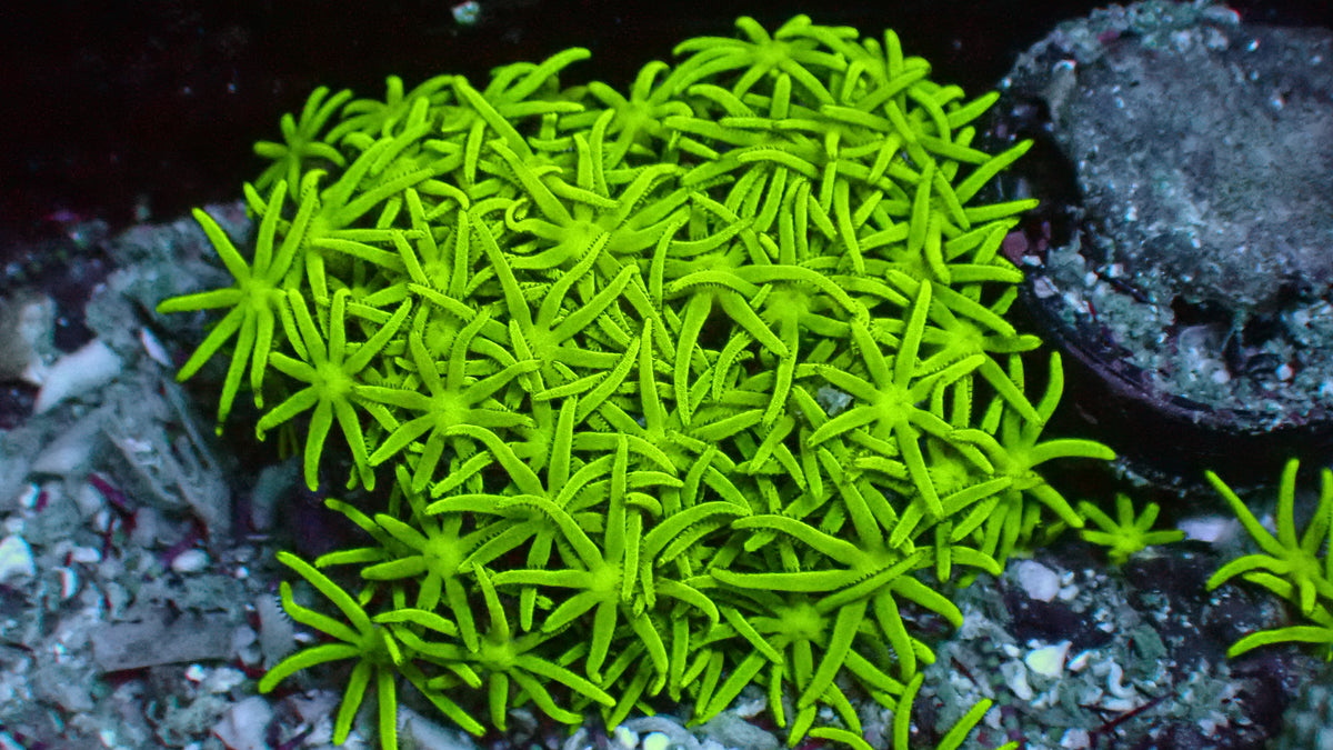 Stargrass 1" frag