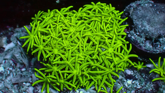 Stargrass 1" frag