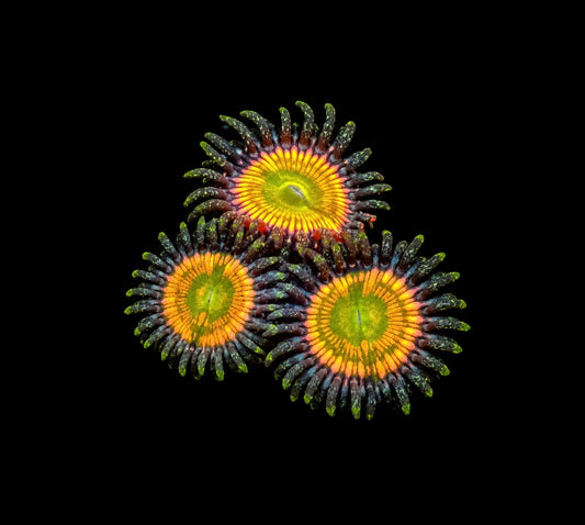 Sunny d zoas 1" frag (3+ heads)
