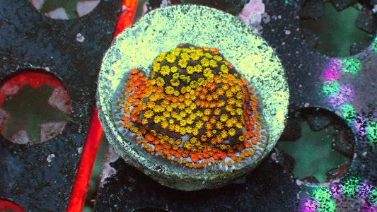 Sunset Montipora 1" frag