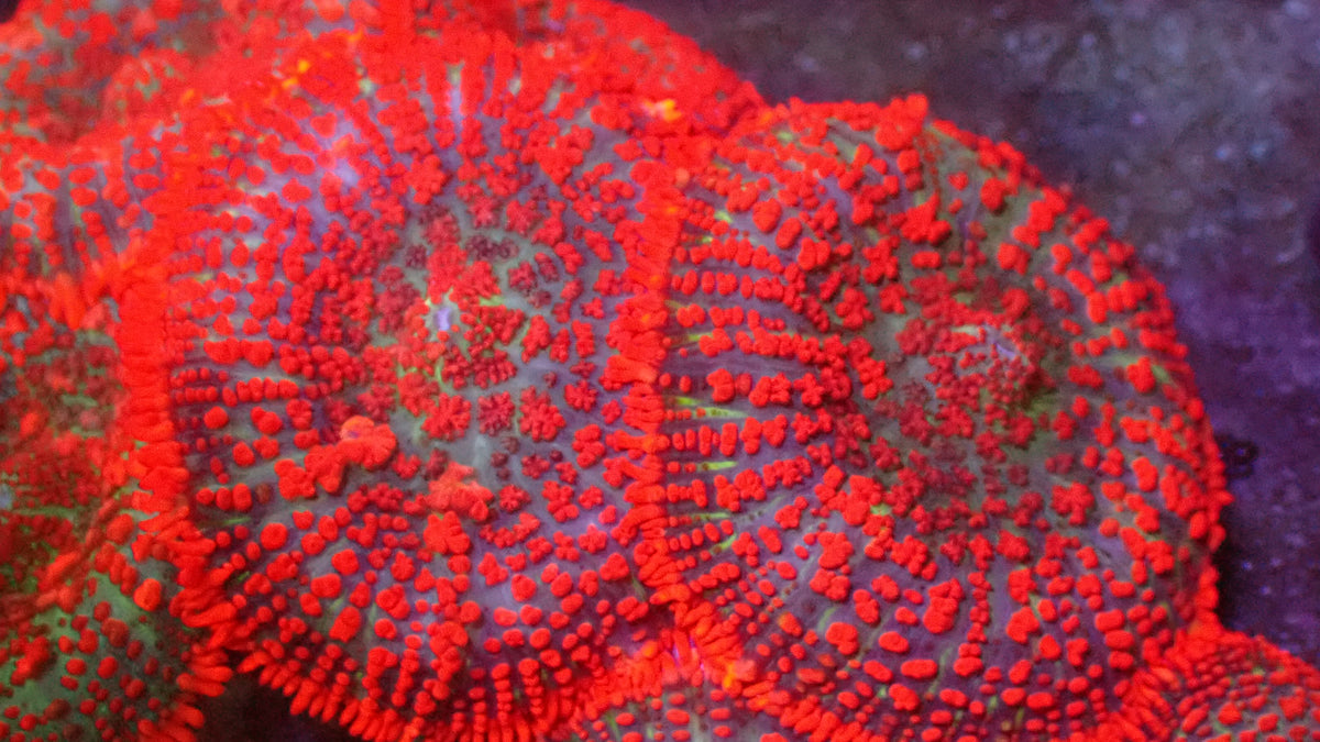 Superman rhodactus mushroom 1" frag (1 mushroom)