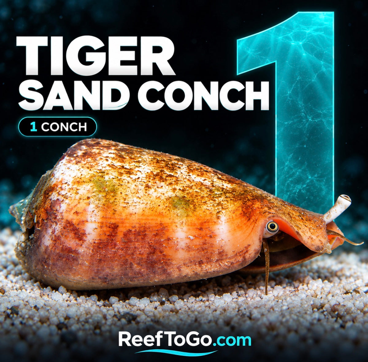 RTG Tiger sand conch 2"