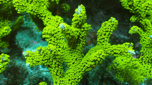 Tubbs blue digitata 1” frag