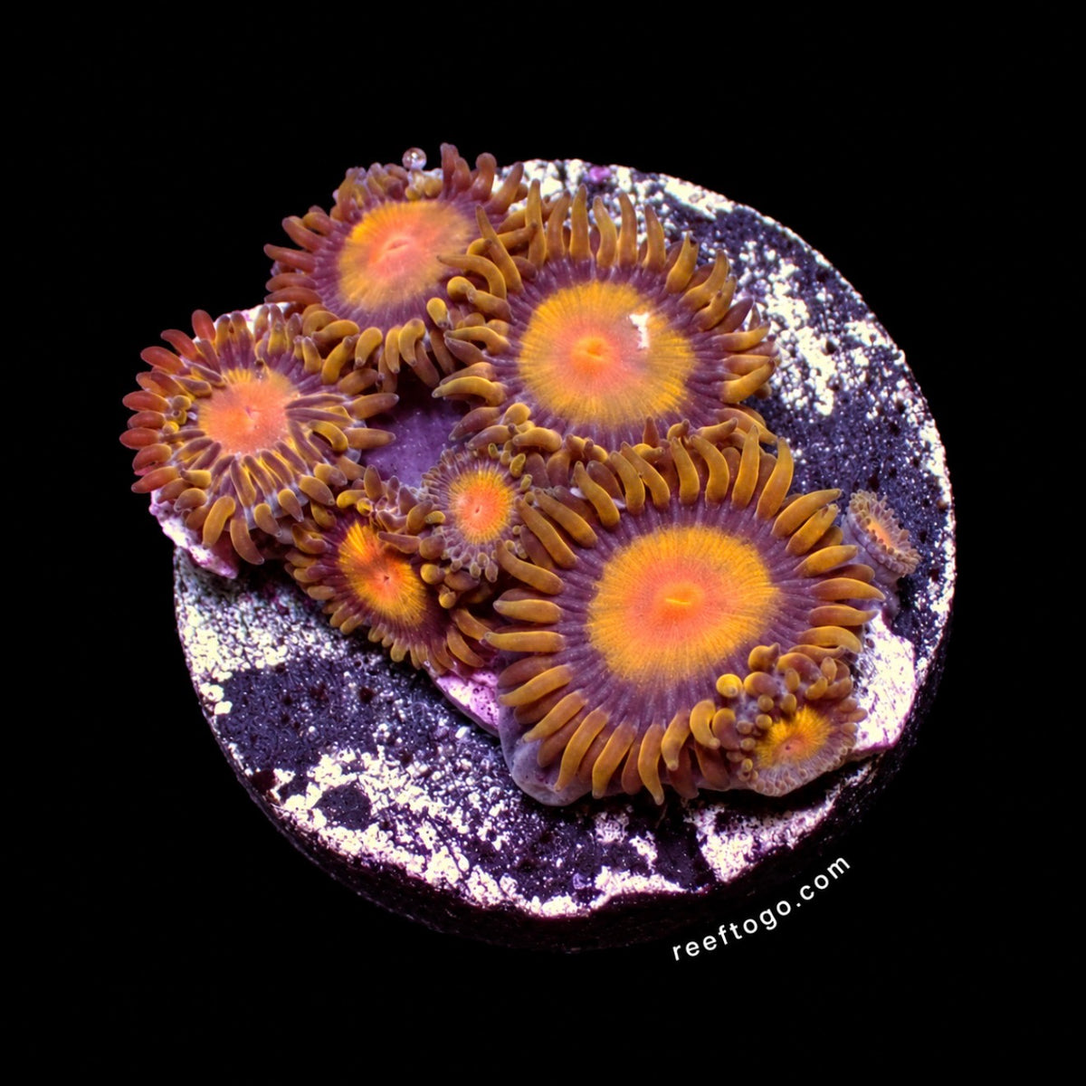 Tutti Fruiti Zoas 1" frag on black background