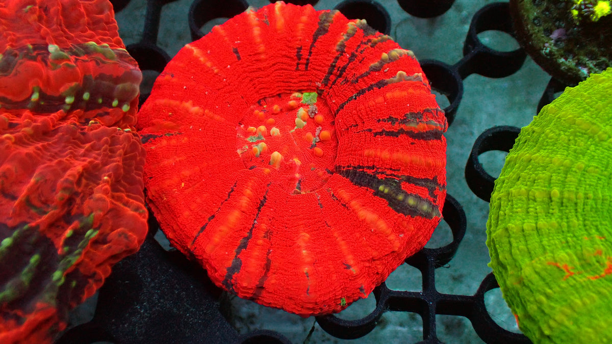 Ultra Red War Paint Scolymia · 3" · WYSIWYG