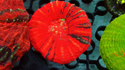 Ultra Red War Paint Scolymia · 3" · WYSIWYG