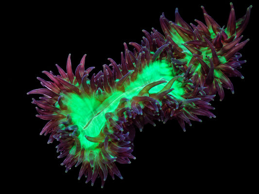 Walking dendro 1" frag
