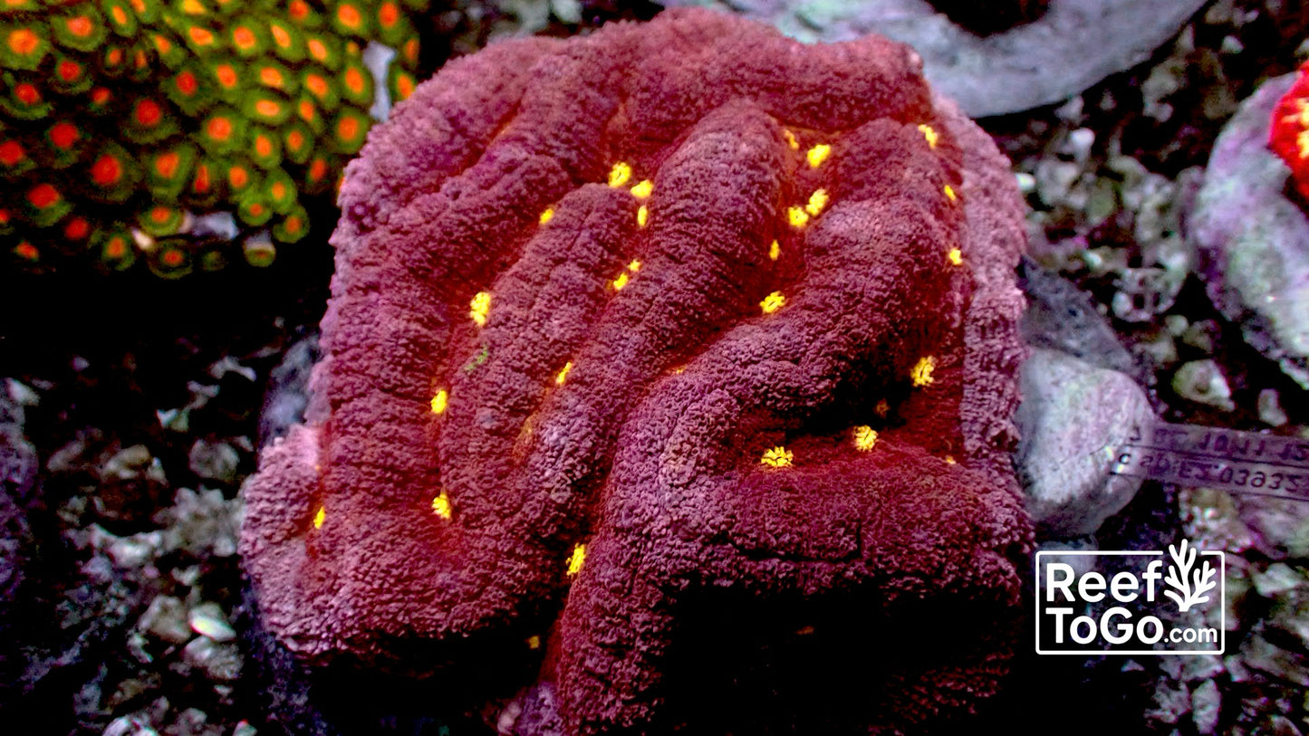 Volcano valley brain Lobo hemprichii 4” WYSIWYG