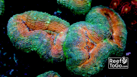 Papaya branching lobophyllia 1” frag