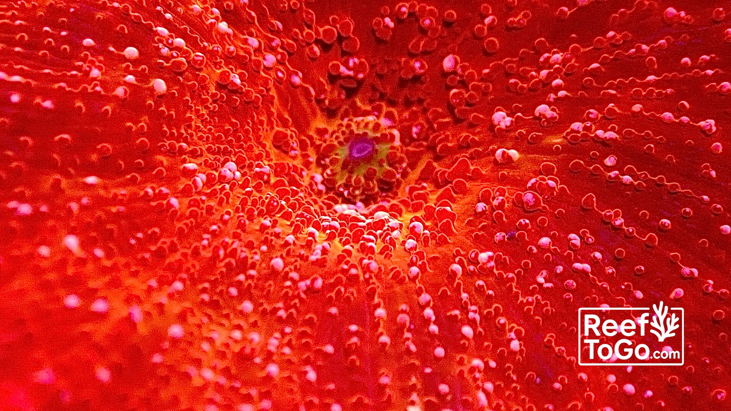 Red speckled 1” discosoma 1 mushroom