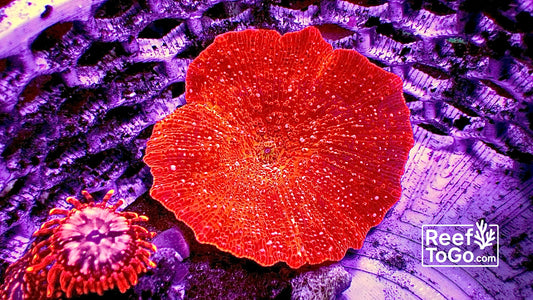 Red speckled 1” discosoma 1 mushroom