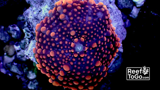 Orange blue Yuma 2” mushroom